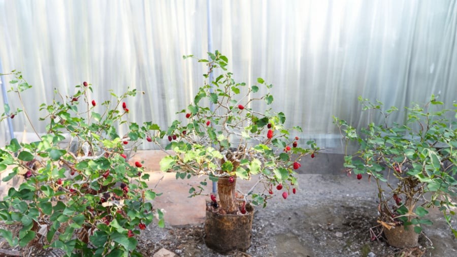 Cây dâu tằm bị cho là âm khí cực mạnh