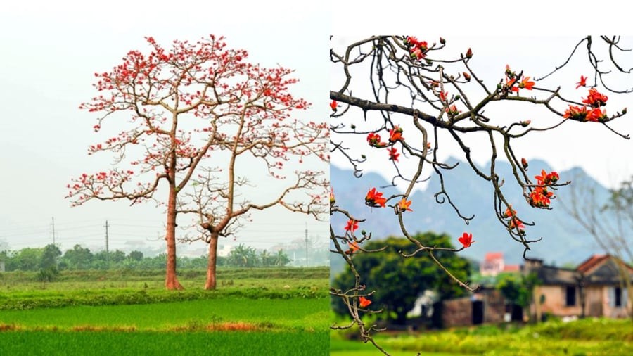 Hoa gạo có ma