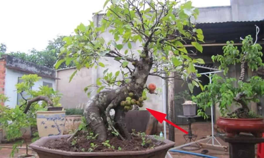 Phong thủy cho rằng, người tuổi Mùi trồng cây sung gần phòng khách hoặc lối đi chính sẽ gặp “thiên thời địa lợi”, mở rộng quan hệ làm ăn, tăng cường may mắn và tạo nền tảng vững chắc về tài chính.