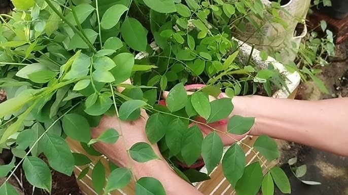 Trồng rau ngót đơn giản, nhanh được thu hoạch