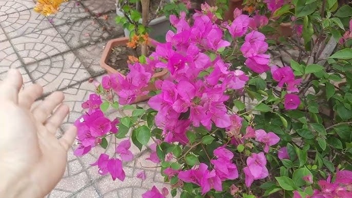 Nhiều người đã áp dụng và chia sẻ rằng cây ra hoa quanh năm, không cần dùng thuốc hóa học hay phân hóa học đắt tiền.