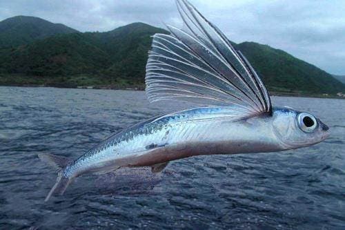 Vây ngực của cá chuồn bay cực kỳ phát triển