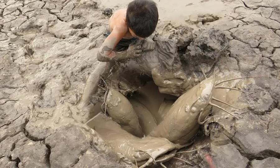 Nhóm nghiên cứu kết luận ngoài bảo vệ cá phổi khỏi hơi nóng, chiếc kén còn giúp chúng tránh nhiễm khuẩn