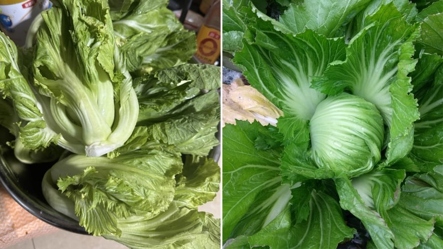 Cải bẹ xanh có chứa lượng canxi dồi dào.