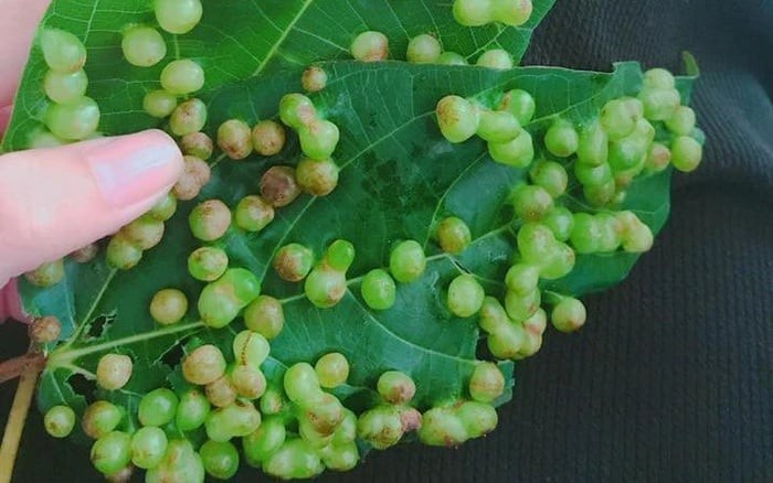 Dù những nốt sần không độc, nhưng có một số trường hợp bạn vẫn nên thận trọng