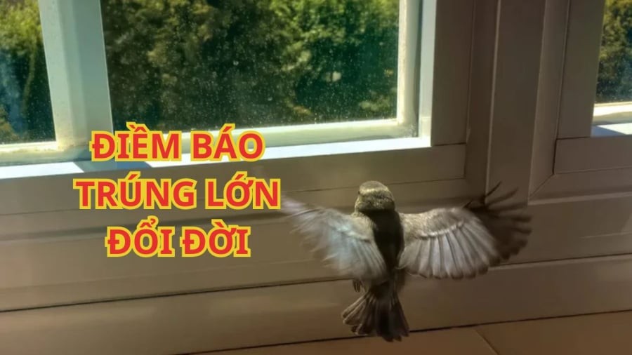 Chim vào nhà được xem là mang điềm báo tâm linh