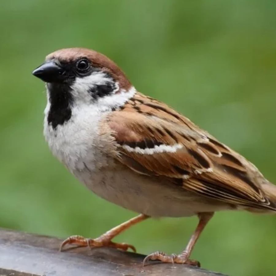 Chim sẻ vui vẻ giản dị