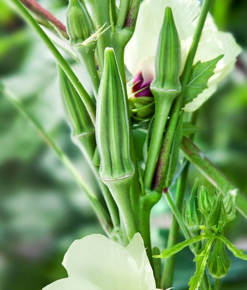 Đậu bắp ra trái