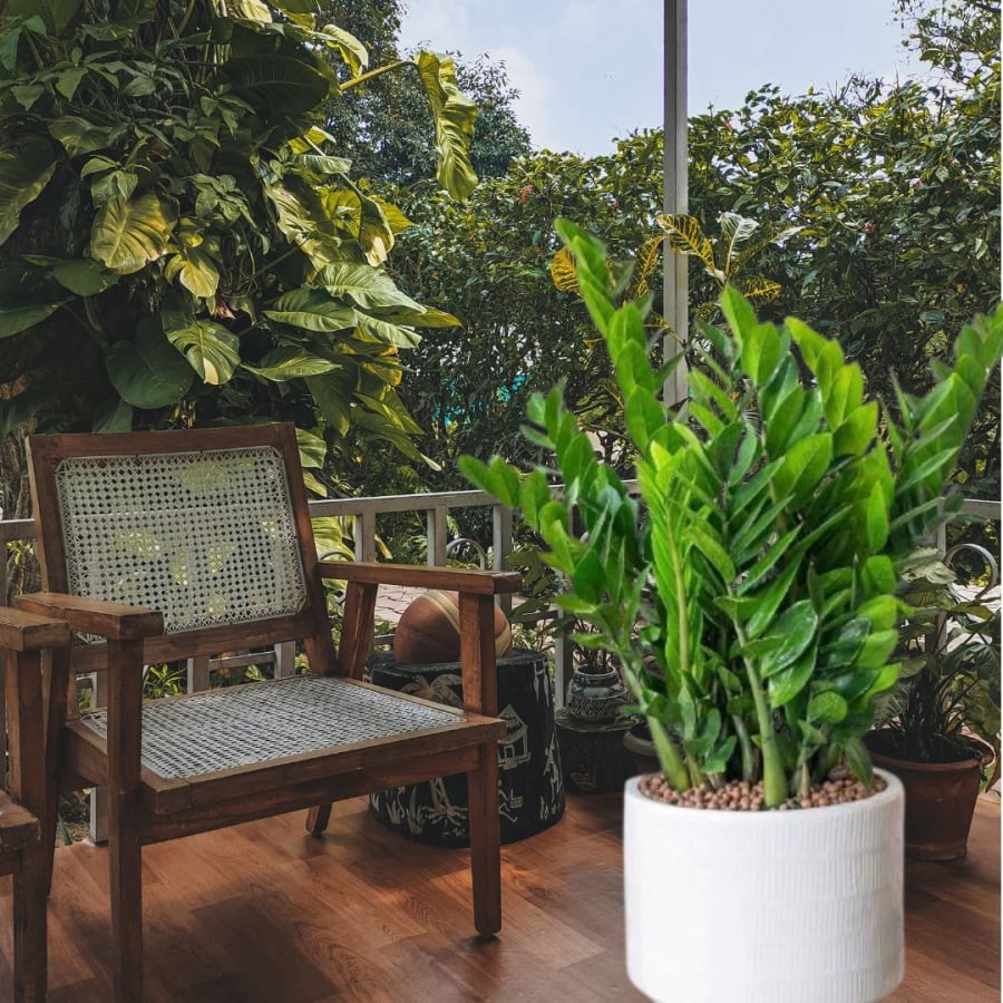 Cây kim tiền chiêu tài rước lộc vào nhà, thích hợp đặt ở ban công