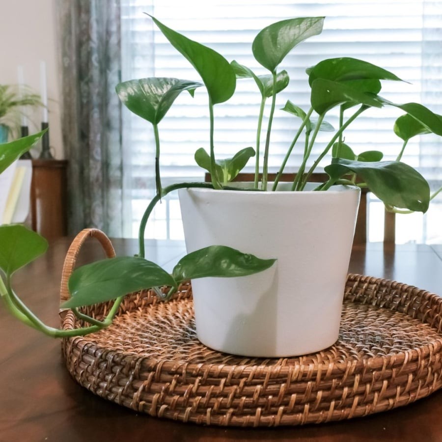 Trầu bà đặt ở ban công giúp xua đuổi khí xấu