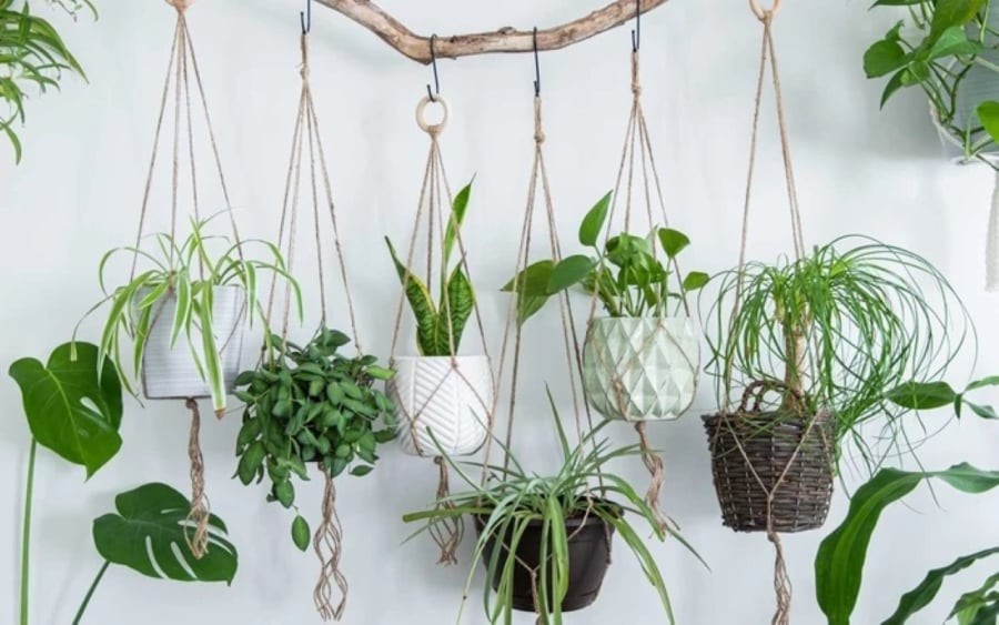 Treo cây cảnh phong thủy trên tường