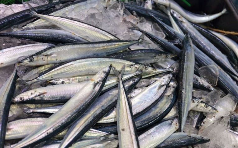 Cá Saba Nhật, còn được gọi là cá thu Nhật, là một loại cá biển rất được ưa chuộng ở Nhật Bản, nổi tiếng với hương vị thơm ngon và giàu dinh dưỡng.