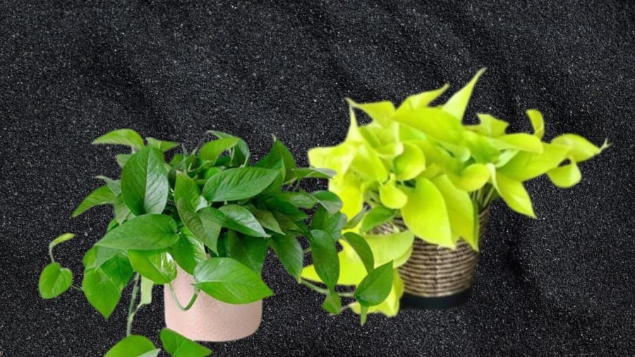 Trầu bà tốt cho tuổi Ngọ