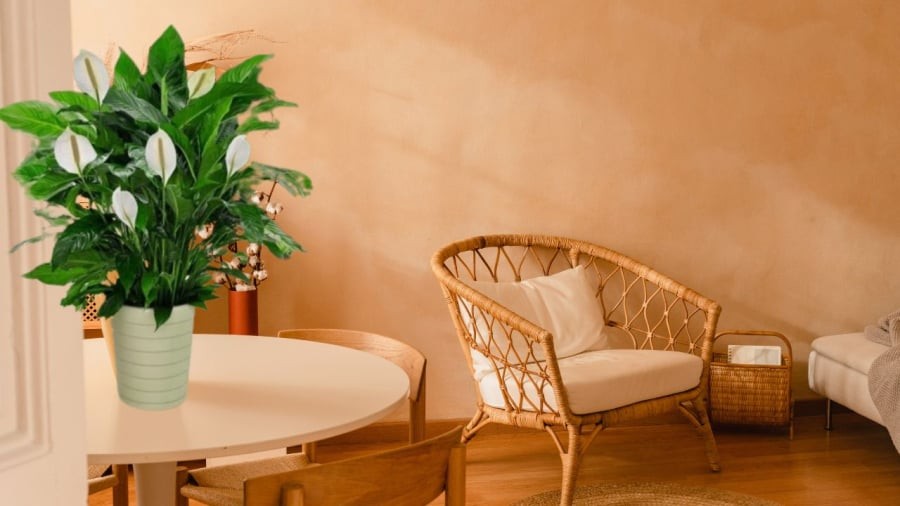 Lan ý tương trợ cho tuổi Mùi