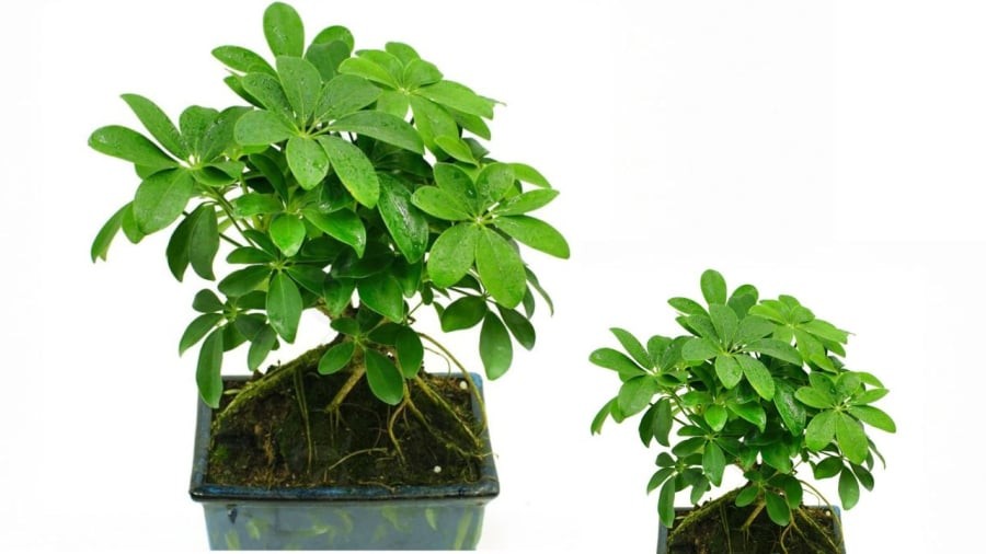 Ngũ gi bì hợp cho tuổi Dần