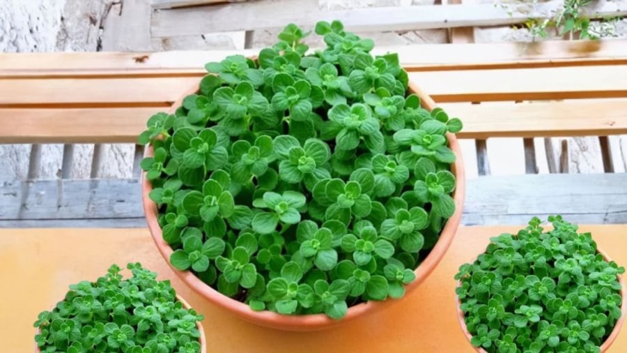 Nhất mạt hương thích hợp cho tuổi Hợi