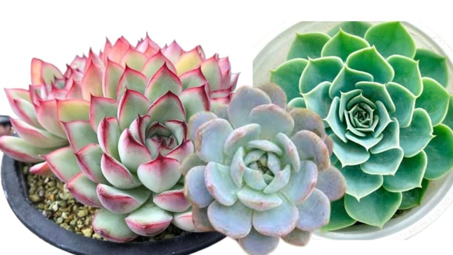 Sen đá tốt cho tuổi Dậu