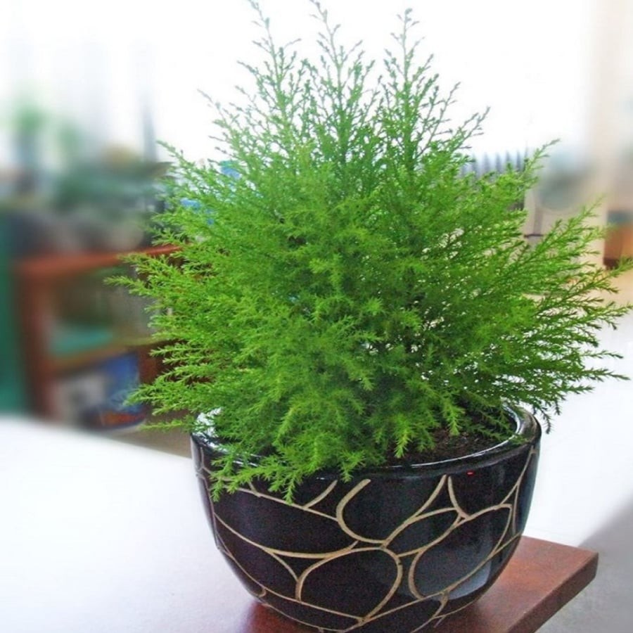 Tuổi Thân nên trồng Tùng bồng lai
