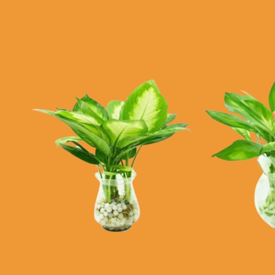Vạn niên thanh thích hợp cho tuổi Tuất