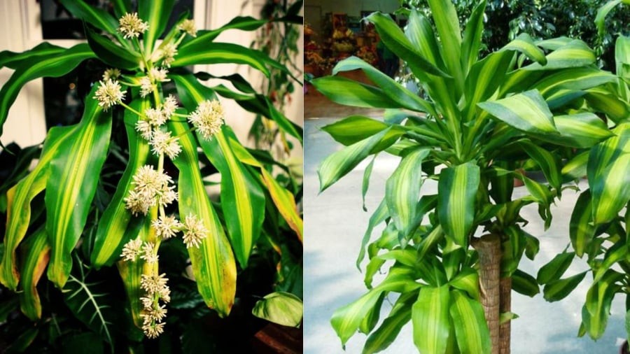 Thiết mộc lan là cây cảnh phong thủy mang lại năng lượng tích cực