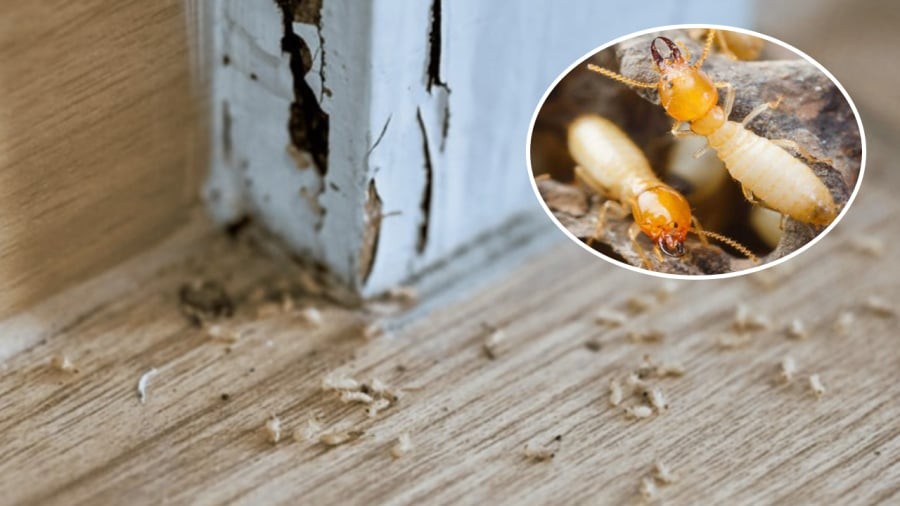 Bạn có thể sử dụng các nguyên liệu có sẵn trong nhà để diệt mối.