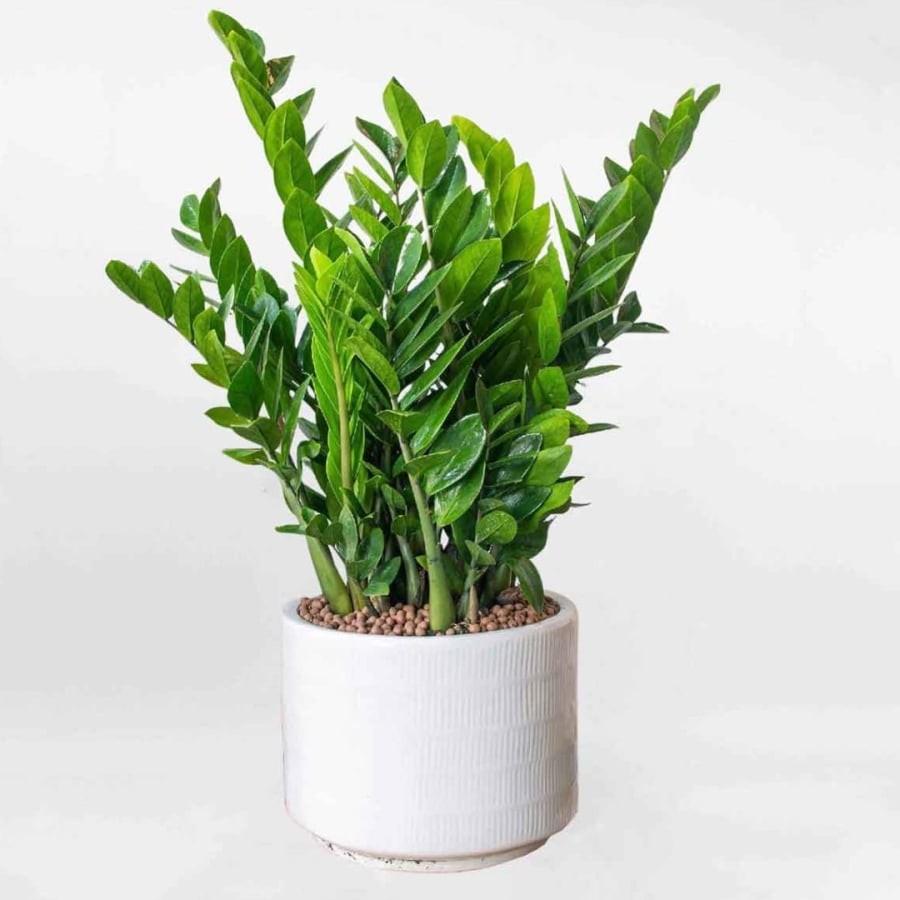 Cây kim tiền rất thích hợp trồng trong nhà