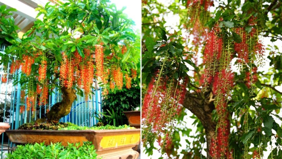 Cây lộc vừng mang ý nghĩa tốt cho phong thủy nhà ở.