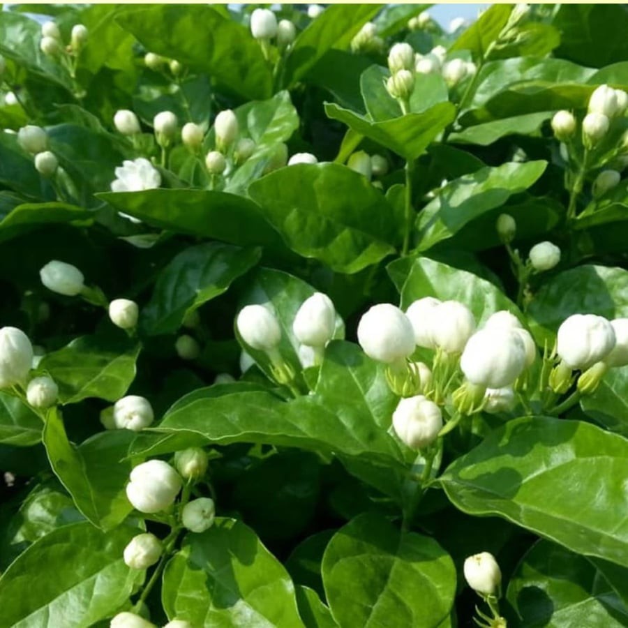 Hoa nhài thường dùng trong đám ma