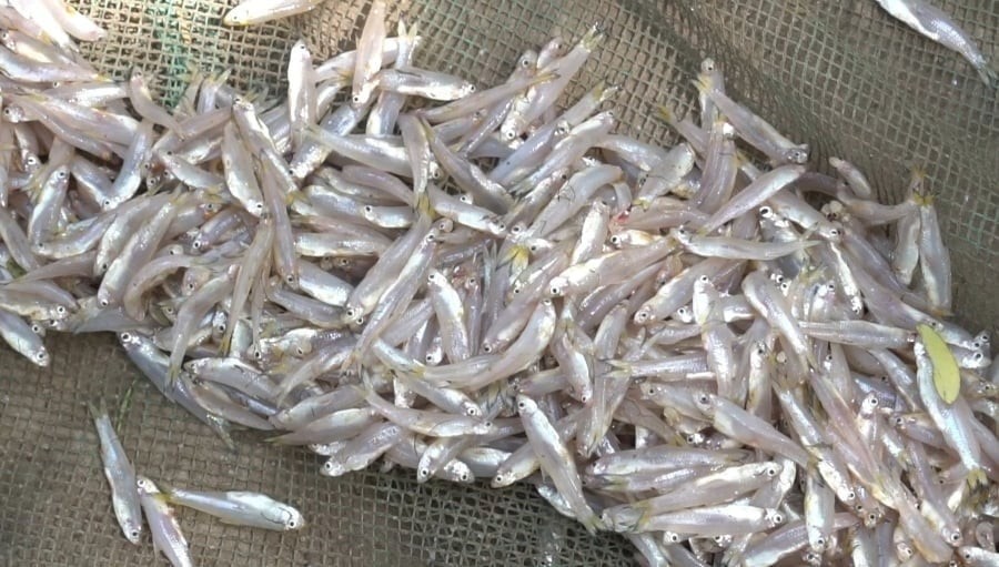 Cá cơm là loại cá nhỏ, thân mảnh, thường sống ở vùng nước mặn.