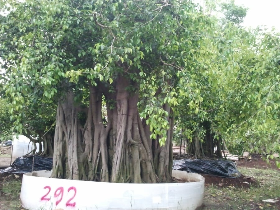 Cây âm