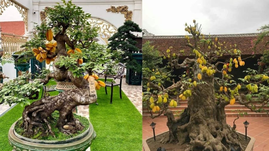 Cây khế không chỉ làm cảnh mà còn mang công dụng làm đẹp chăm sóc sức khỏe