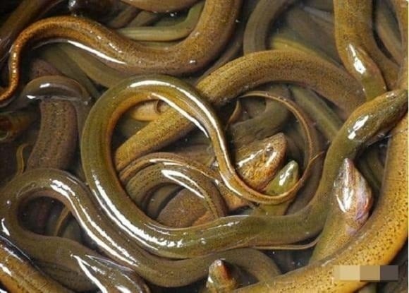 Theo quan niệm dân gian, “lươn trông trăng” là loài lươn chuyên ăn xác thối – một phần bắt nguồn từ tập tính ăn uống vốn đã rất đa dạng và “hung dữ” của loài lươn đồng.