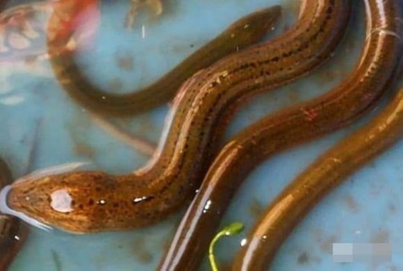 Trong dân gian vẫn lưu truyền câu chuyện về một loài lươn được gọi là “lươn trông trăng” – một dạng lươn đồng có kích thước lớn hơn hẳn lươn thông thường và mang theo những đặc điểm rất khác biệt.