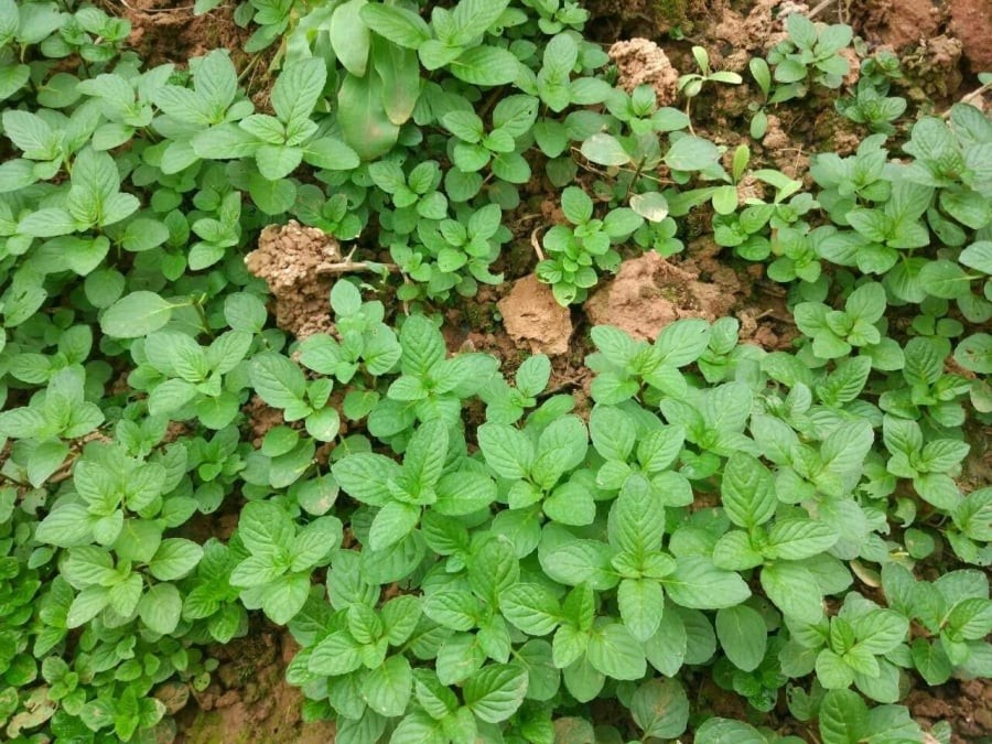 Cây bạc hà