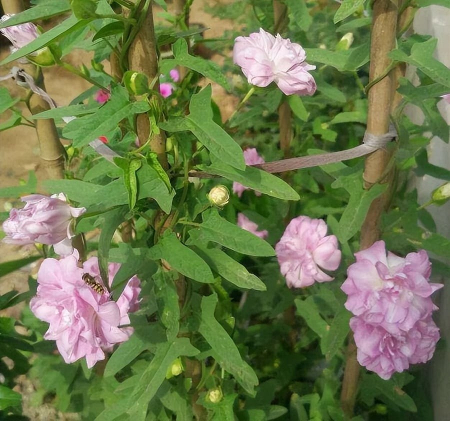 Mẫu đơn thân thảo