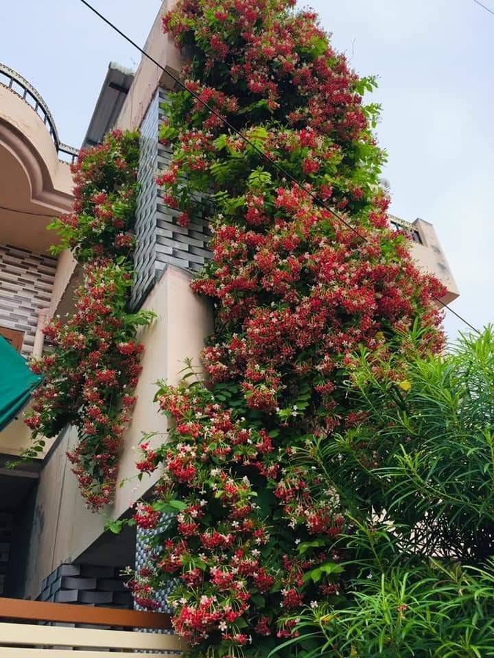 Sử quân tử là loại hoa leo nở nhiều rực rỡ