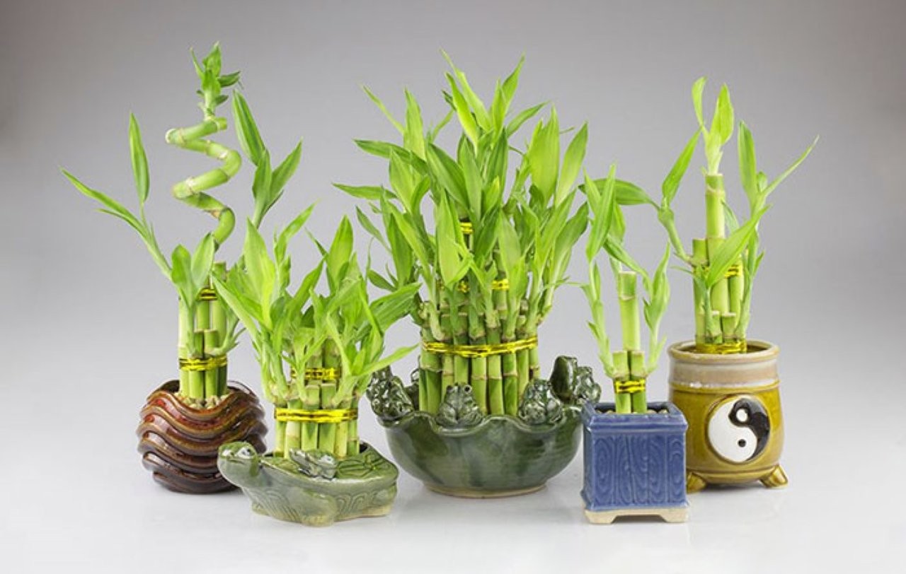 Cây phát lộc là biểu tượng của một cuộc sống mạnh mẽ đầy thịnh vượng.