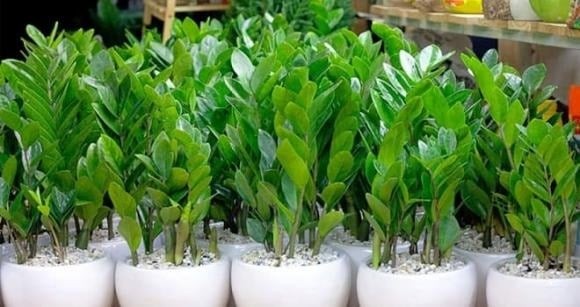 Nếu nhà bạn nằm cuối đường cụt hoặc có ngõ hẹp, đường nhỏ đâm thẳng vào cửa chính, đây được xem là “thế trực xung” – một thế phong thủy không tốt.