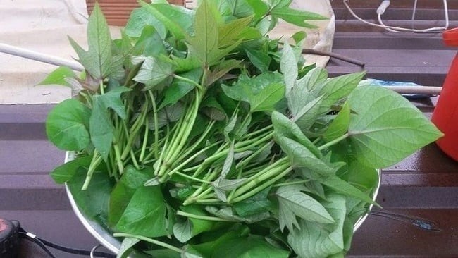 Là loại rau dân dã quen thuộc, rau khoai lang có thể chế biến đa dạng như luộc, xào tỏi hay nấu canh.