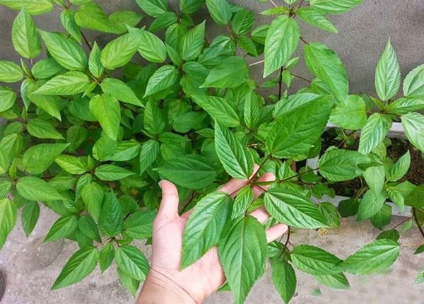 Điều đặc biệt là dù không phải loài rau quý hiếm, rau đay vẫn chiếm trọn tình cảm của nhiều người bởi sự dân dã, gần gũi, dễ trồng và mang đậm chất Việt trong từng món ăn.