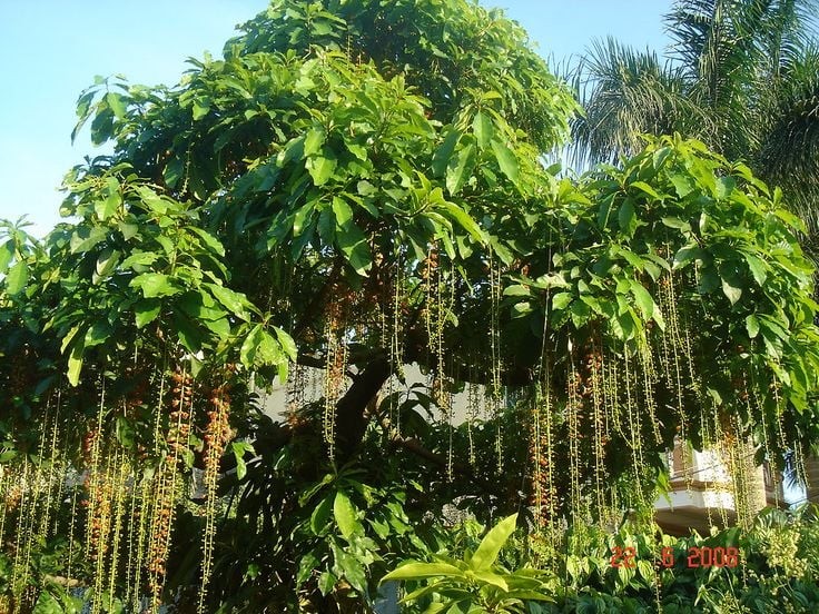 Cây lộc vừng biểu trưng cho tài lộc