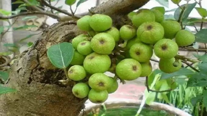Cây sung mang nhiều ý nghĩa và công dụng