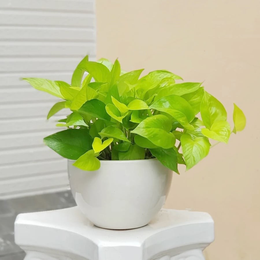 cay-trau-ba-thai-vang-de-ban-coinguonxanh-vn