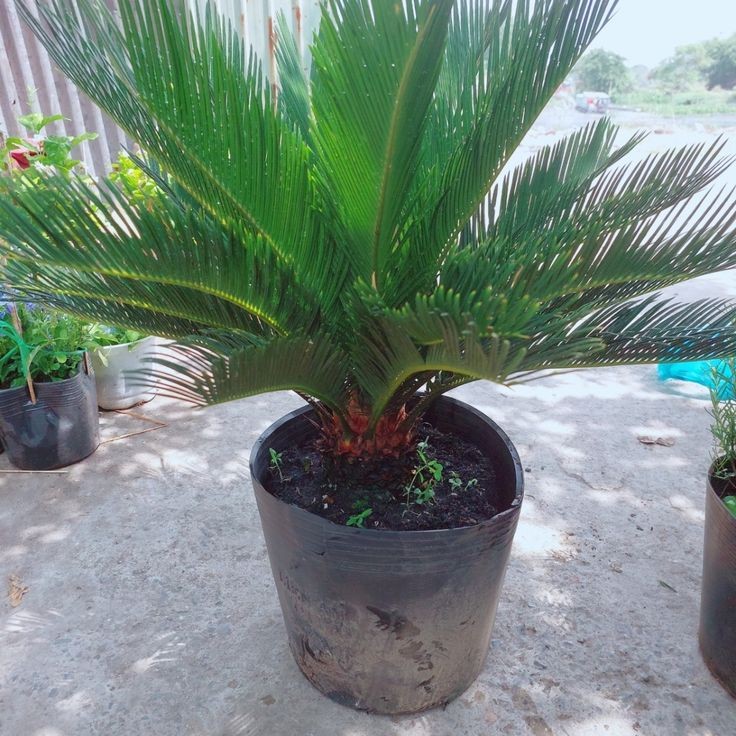 Cây vạn tuế biểu tượng cho trường thọ hưng thịnh