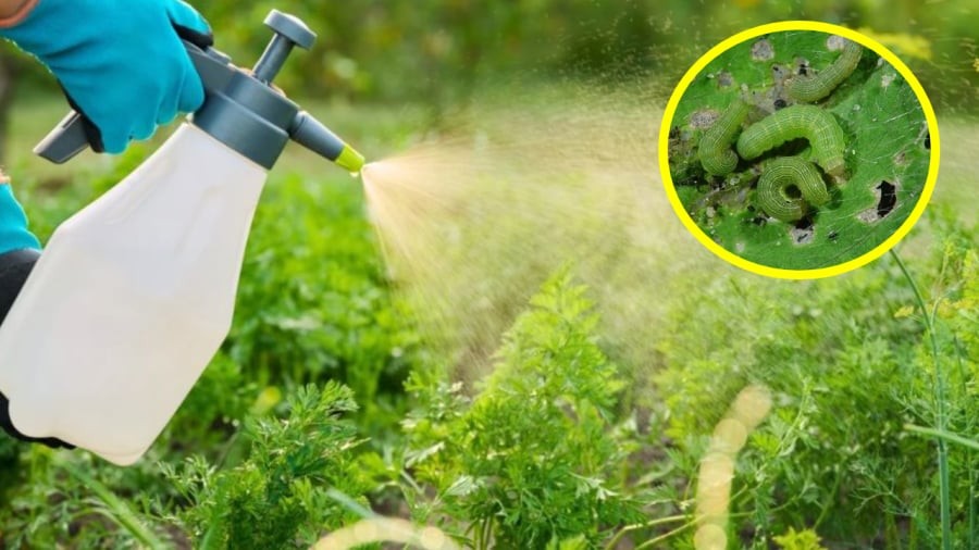 Bạn có thể làm thuốc trừ sâu từ các nguyên liệu tự nhiên như ớt, tỏi, hành, gừng.