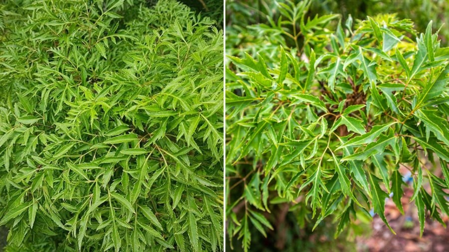 Cây đinh lăng hợp người mệnh Mộc và mệnh Hỏa. Gia chủ có thể trồng cây trước nhà để hút tài lộc.