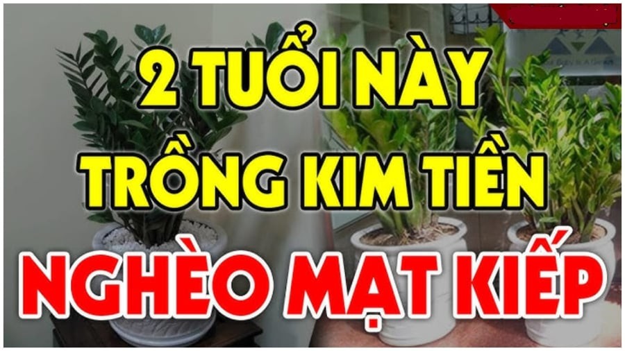 Người kiêng kỵ trồng kim tiền
