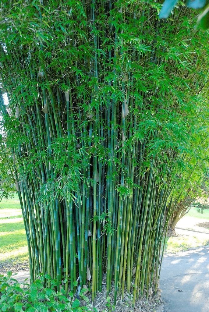 Tre trúc nở hoa thường gắn với tai ương
