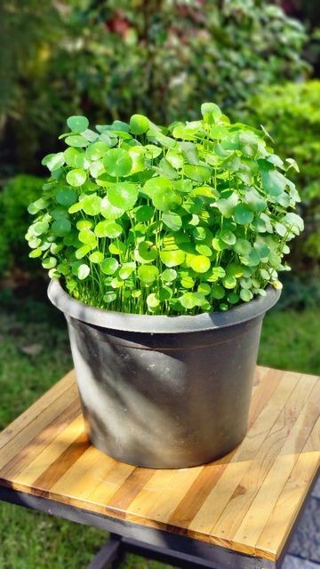 Cây cỏ đồng tiền khi ra hoa sẽ không còn vẻ đẹp của lá