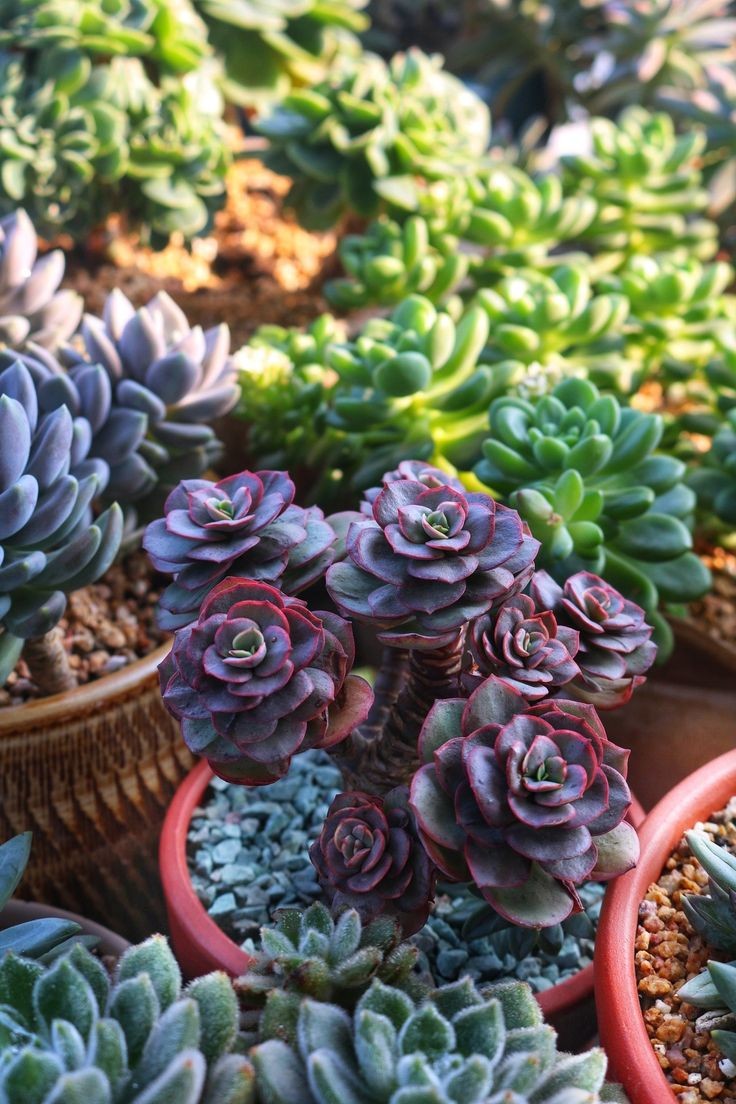 Sen đá ra hoa làm mất đi vẻ đẹp